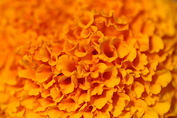 flor de color naranja - perfection gerbera daisy single flower flower fotografías e imágenes de stock