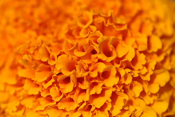 colorato fiore d'arancio - perfection gerbera daisy single flower flower foto e immagini stock