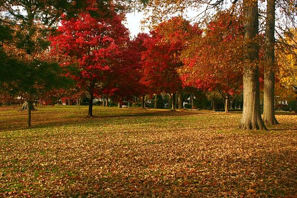 istock Autumn Scene, New Jersey, USA 479838758