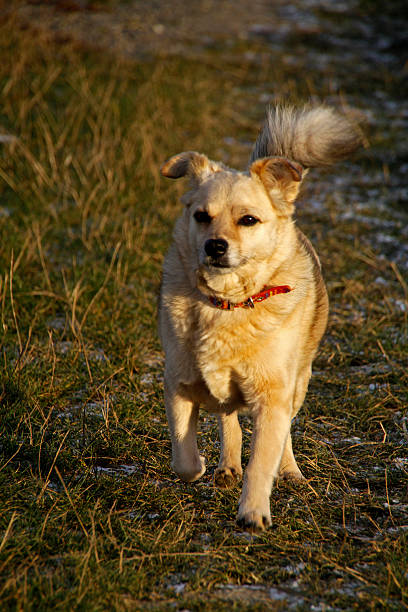 cão de corrida - hellbraun imagens e fotografias de stock