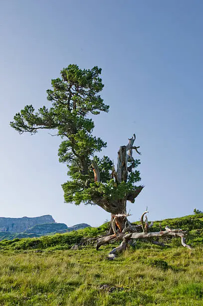 old, beatiful Tree in Switzerland