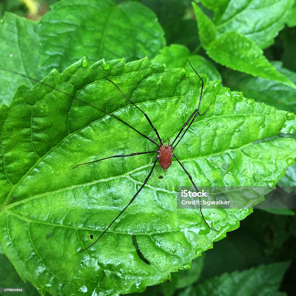 Daddy Long Legs Spider Daddy Long Legs Spider on a leaf in the woods.   Photographed with an iPhone. 2015 Stock Photo