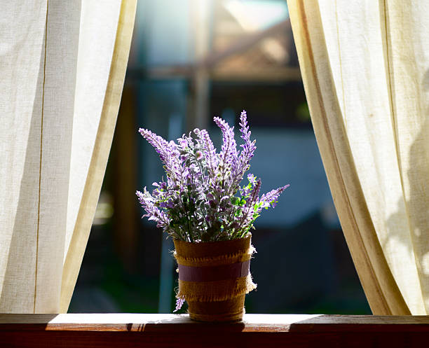 vaso de flor sobre o windowsill - purple single flower flower photography - fotografias e filmes do acervo