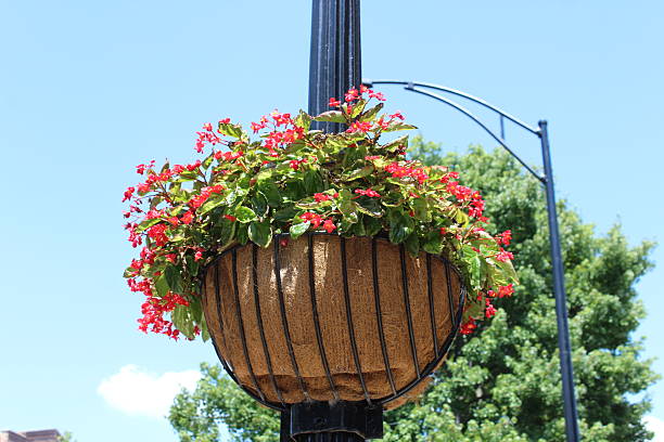 istock Red Begonia Flowering Hanging Basket 479845328