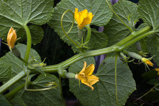 istock cucumber with flowers and leaf 479845400