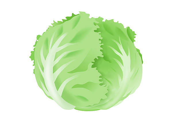 illustrazioni stock, clip art, cartoni animati e icone di tendenza di illustrazione di lattuga. - white background healthy eating meal salad