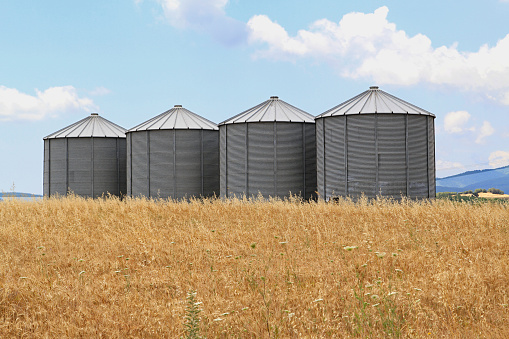 Four Steel Grain Silo Towers in Wheat Field