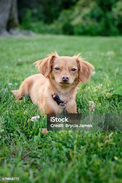 Dachshund Chihuahua Mixed Breed Dog Outdoors Stock Photo - Download Image Now - 2015, Animal, Brown