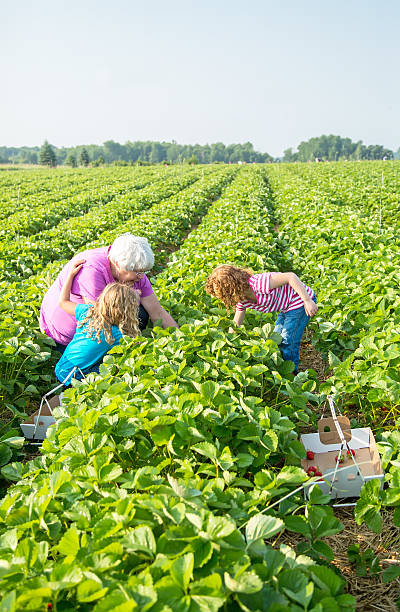 istock Two Girls & Grandma Picking Strawberries 479849384