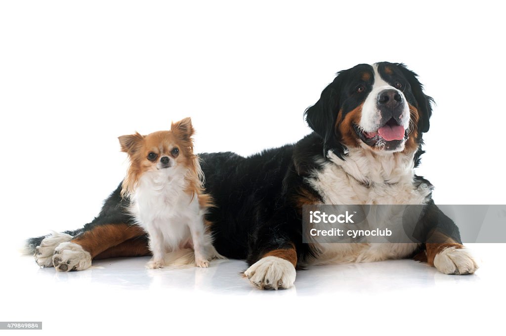 chihuahua and bernese mountain dog chihuahua and bernese mountain dog in front of white background Large Stock Photo