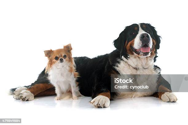 Chihuahua And Bernese Mountain Dog Stock Photo - Download Image Now - Large, Dog, Small