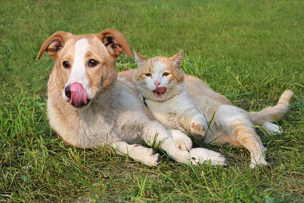 istock Dog and cat to lick 479850690
