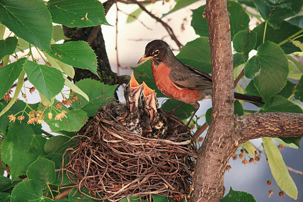 Robin ptak z jego pisklęta na ich Nest – zdjęcie