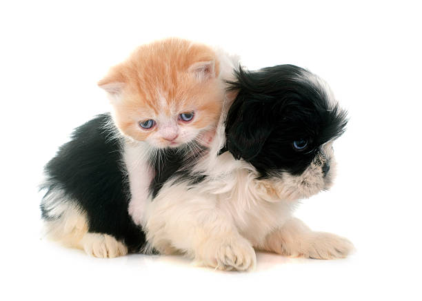 istock persian kitten and puppy 479851450