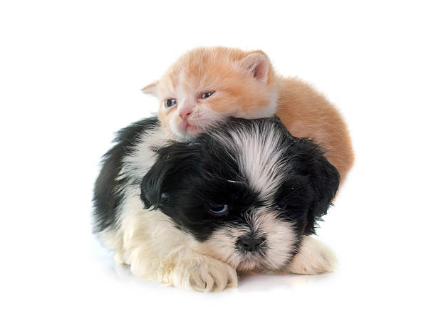 istock persian kitten and puppy 479851456