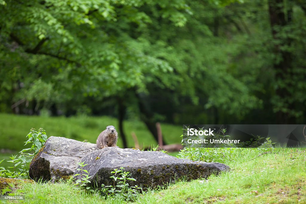 Marmot in forest A little marmot is standing on a stone in the forest . Bright green forest in the background. Savoie Stock Photo