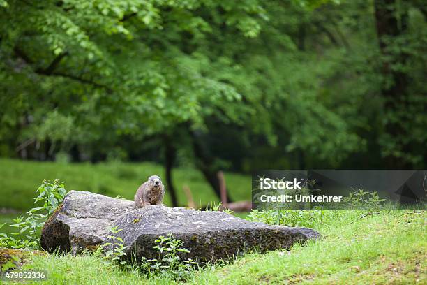 Marmot In Forest Stock Photo - Download Image Now - Savoie, Woodchuck, 2015
