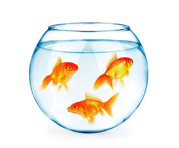 istock Goldfishes in aquarium 479852514
