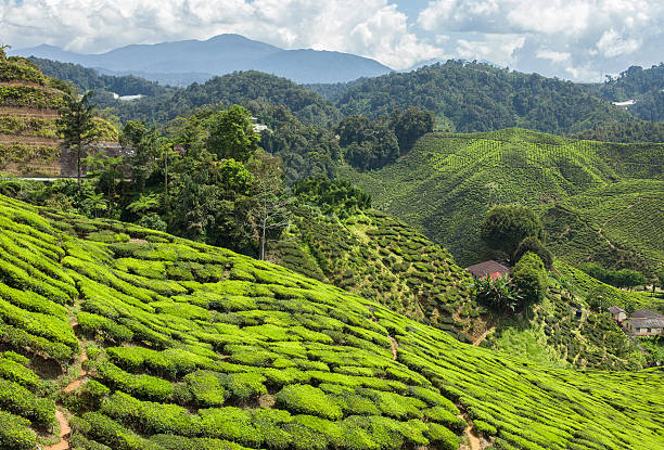 istock Tea plantation in the mountains 479852680