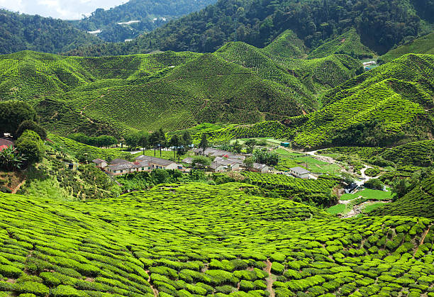 istock Tea plantation in the mountains 479852682