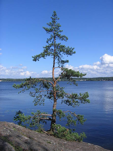 istock Lone pine on the shore of the lake 479855948