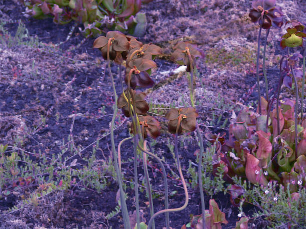 istock marsh flowers, wild fantastic landscape 479858680
