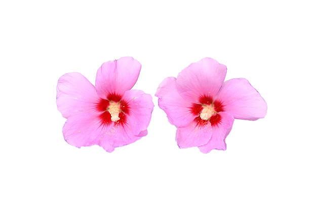 istock pink hibiscus flower isolated on white background 479861074
