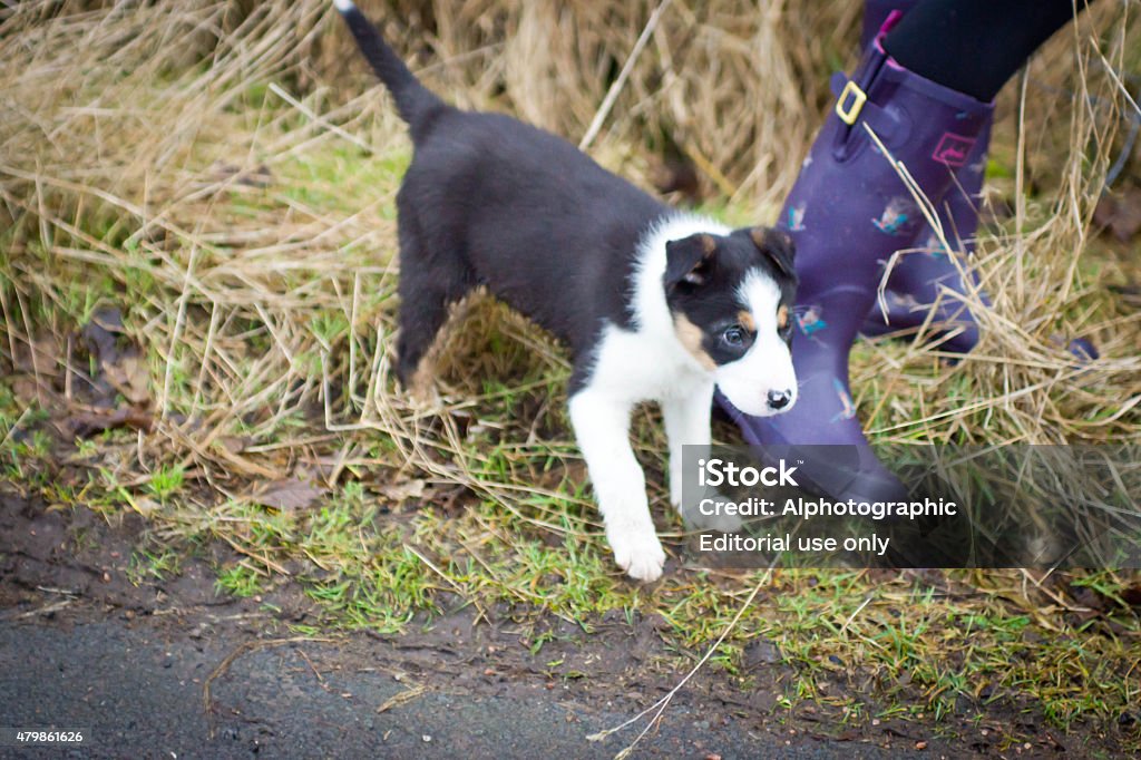 Border Collie Puppy Alston, United Kingdom - December 26, 2014: Border Collie puppy in a natural farm environment stood beside him is a young girl wearing muticoloured designer wellies by Joules. 2015 Stock Photo