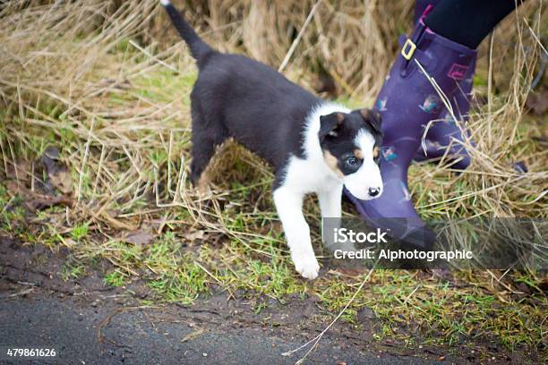 Border Collie Puppy Stock Photo - Download Image Now - 2015, Agriculture, Animal