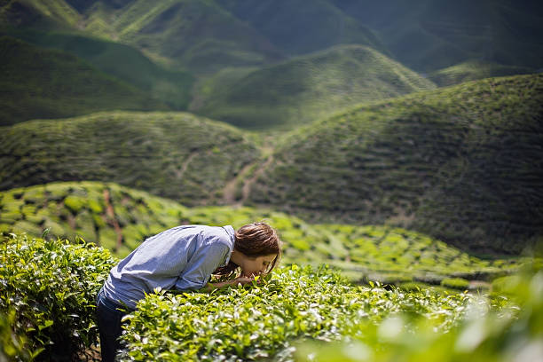 istock Woman Smelling Tea Leaves 479862454