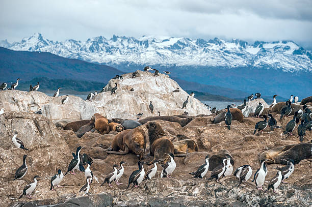 King Cormorant colony in the Beagle Channel King Cormorant colony sits on an Island in the Beagle Channel. Sea lions are visible laying on the Island as well. Tierra del Fuego, Argentina - Chile tierra del fuego province argentina photos stock pictures, royalty-free photos & images