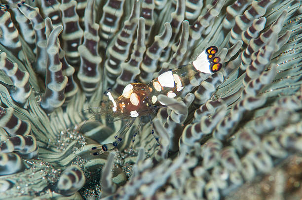 istock scuba diving lembeh indonesia colorful shrimp 479863016