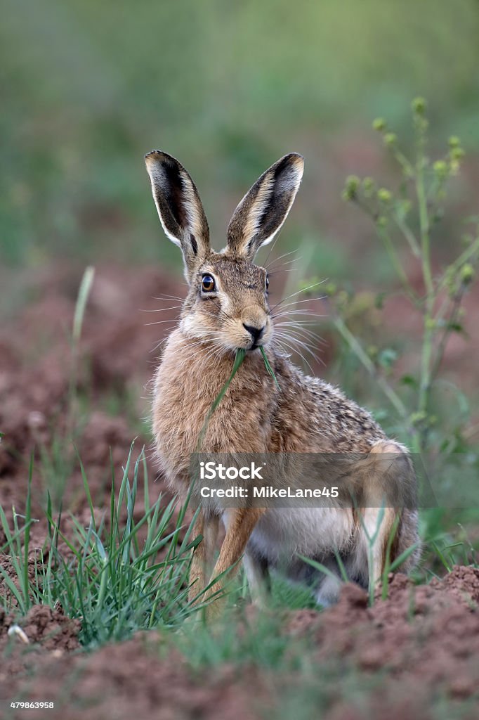 Brown hare, Lepus europaeus Brown hare, Lepus europaeus, single mammal, Warwickshire, June 2015 Hare Stock Photo