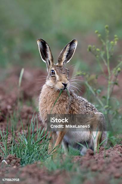 Brown Hare Lepus Europaeus Stock Photo - Download Image Now - Hare, 2015, Animal