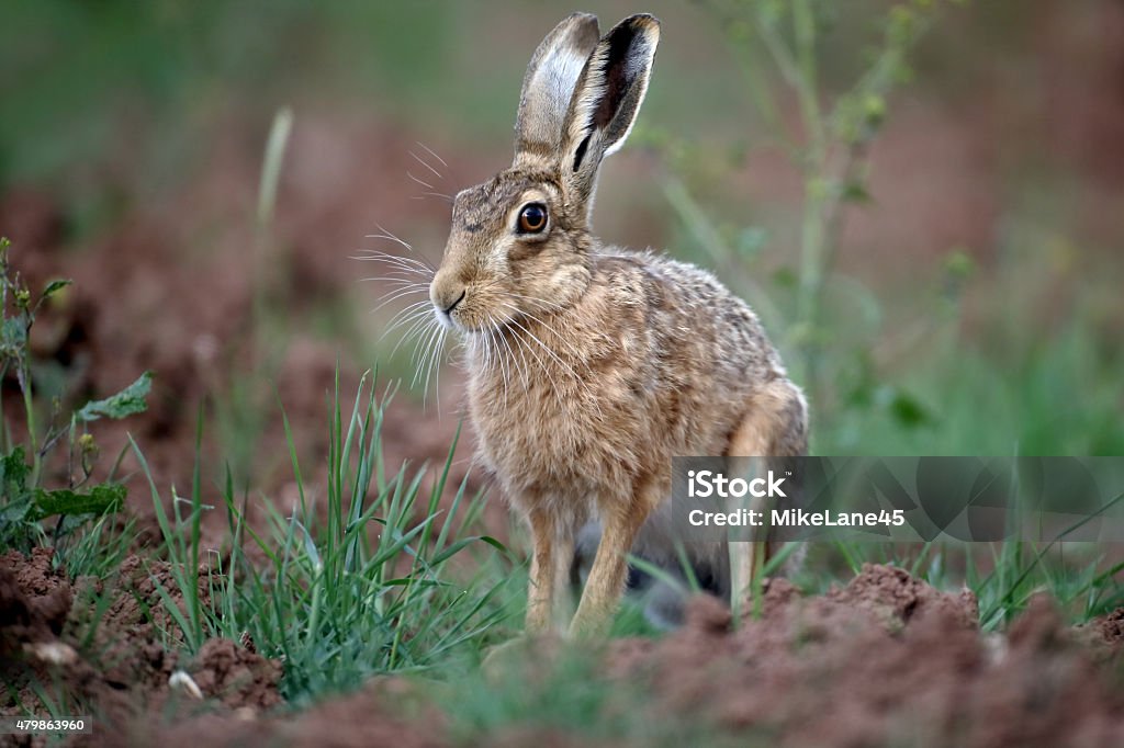 Brown hare, Lepus europaeus Brown hare, Lepus europaeus, single mammal, Warwickshire, June 2015 Brown Hare Stock Photo