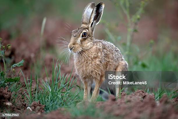 Brown Hare Lepus Europaeus Stock Photo - Download Image Now - Brown Hare, UK, 2015