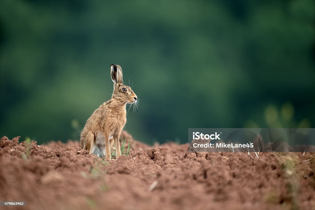Brown hare, Lepus europaeus Brown hare, Lepus europaeus, single mammal, Warwickshire, June 2015 2015 Stock Photo