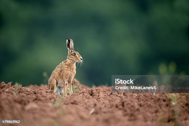 Brown Hare Lepus Europaeus Stock Photo - Download Image Now - 2015, Animal, Animal Wildlife