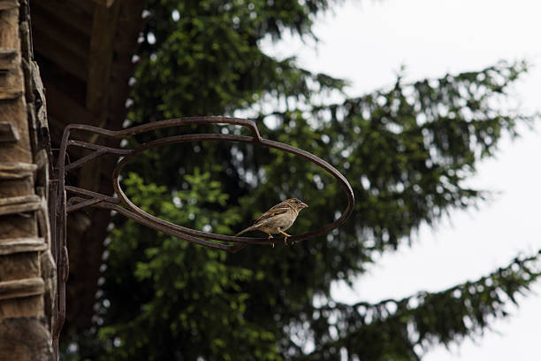 istock Sparrow on the basketball hoop 479863970