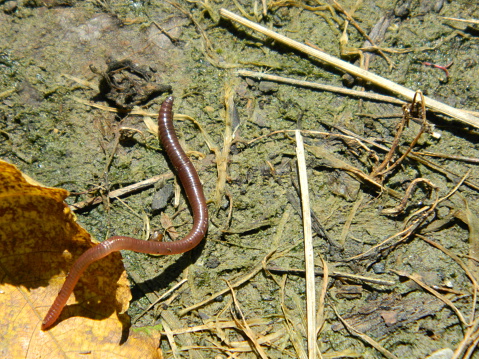 Earthworm struggling to escape the hot sun.