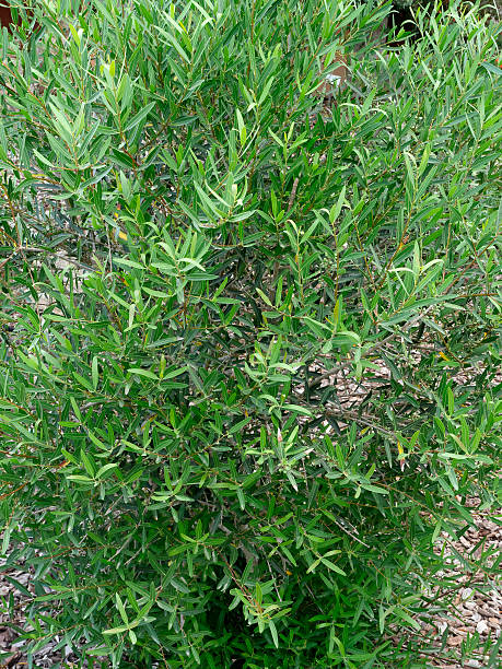 istock Narrow-leaved mock privet, Phillyrea angustifolia 479864464