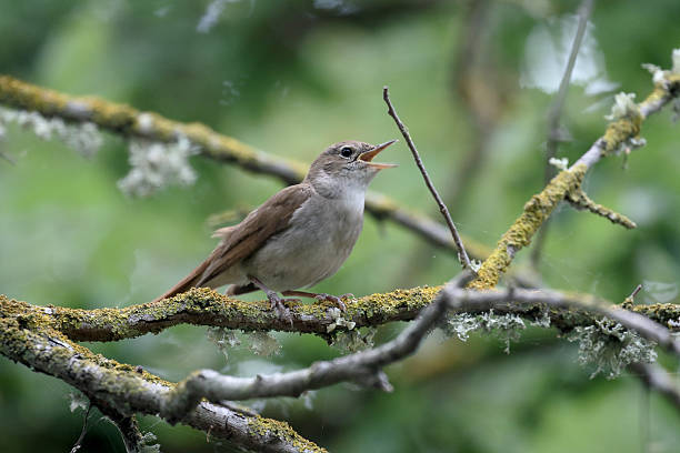 nightingale, luscinia megarhynchos - rossignol philomèle photos et images de collection