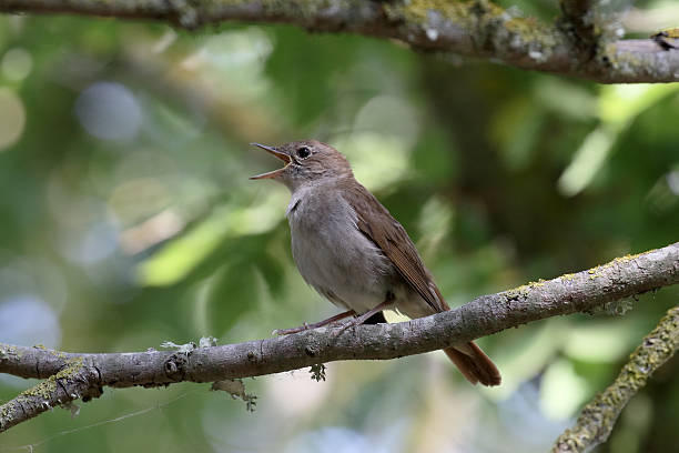 istock Nightingale, Luscinia megarhynchos 479864476