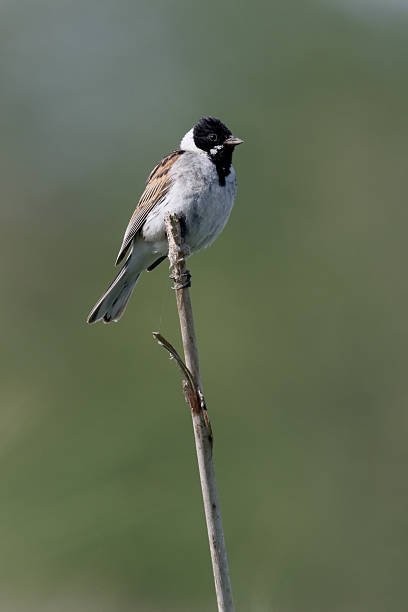istock Reed bunting,  Emberiza schoeniclus 479864504