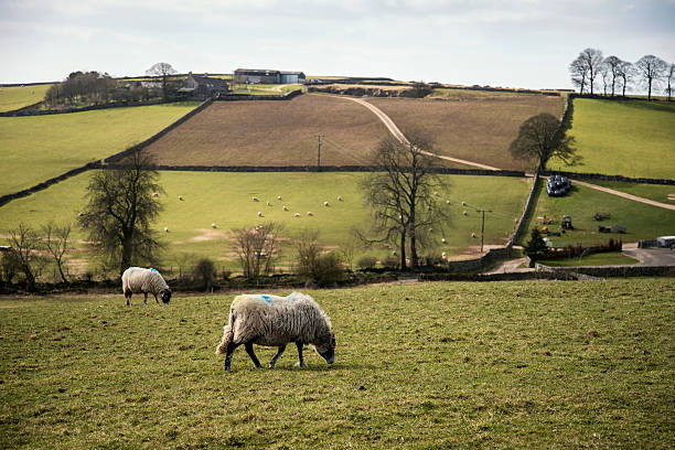 istock Sheep animals in farm landscape in Peak District UK 479867218