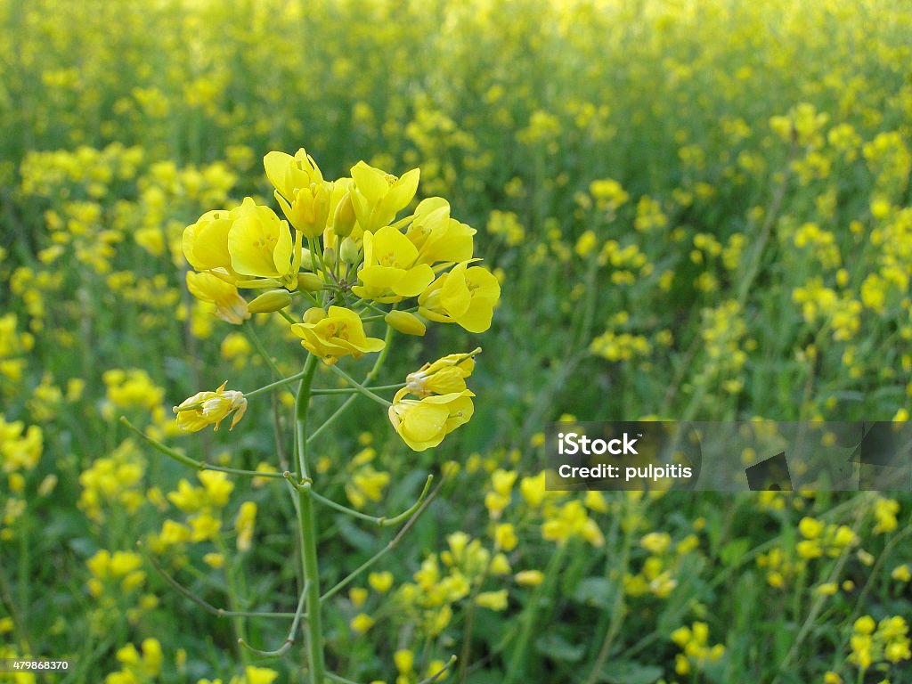 Rapeseed field,canola crops in Kashmir Rapeseed field,canola crops in Kashmir,India 2015 Stock Photo