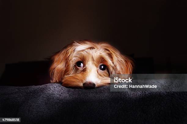 Maltese Yorkie Poodle Mix Stock Photo - Download Image Now - Dog, 2015