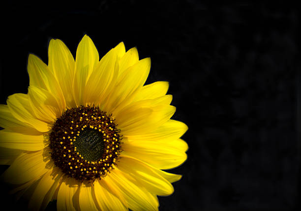 A close-up shot of a sunlit yellow sunflower radiating from the lower left-hand corner of the frame, with a black background and lots of copy space.