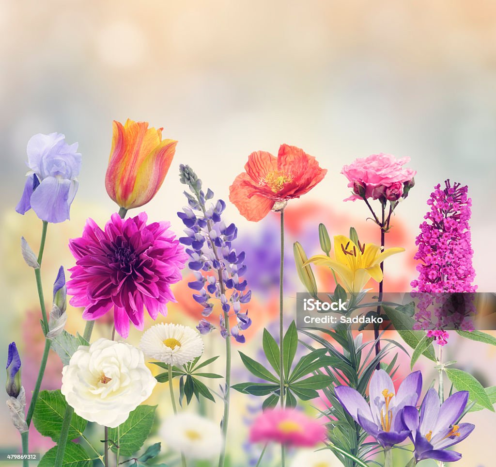 Colorful Flowers Variety Of Flowers Blooming In The Garden 2015 Stock Photo