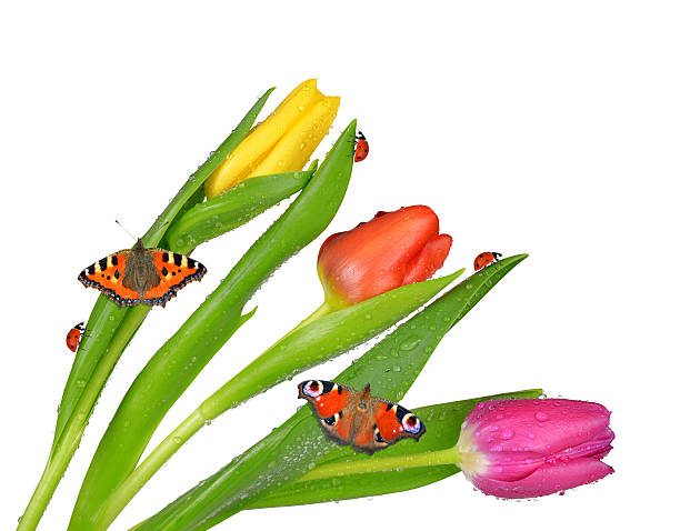 istock Dewy tulips with butterflies and ladybugs 479869698
